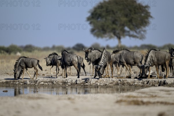 Blue wildebeest (Connochaetes taurinus) at the Nxai Pan waterhole, Nxai Pan National Park, near