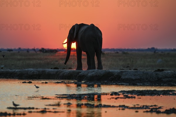 African elephant (Loxodonta africana), blue hour at Nxai Pan waterhole, sunset, Nxai Pan National