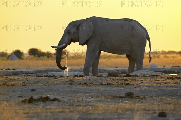 African elephant (Loxodonta africana), blue hour at Nxai Pan waterhole, sunset, Nxai Pan National