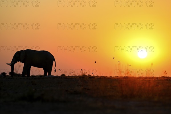 African elephant (Loxodonta africana), blue hour at Nxai Pan waterhole, sunset, Nxai Pan National