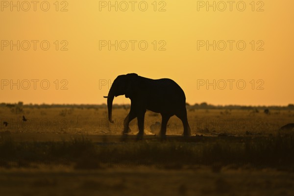 African elephant (Loxodonta africana), blue hour at the Nxai Pan waterhole, Nxai Pan National Park,