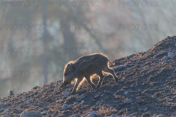 A wild boar piglet (Sus scrofa) runs across a clearing against the light of the sun, searching for