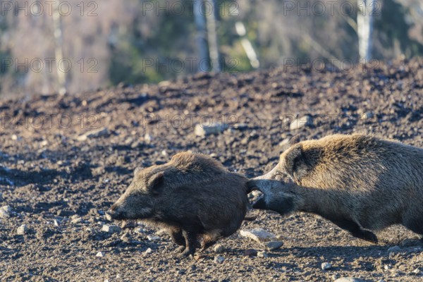 An adult wild boar (Sus scrofa) runs after a young animal and attacks it. A forest can be seen in