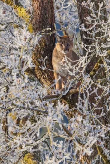 An adult female cougar (Puma concolor) sits high up in a frost-covered oak tree on a sunny, cold