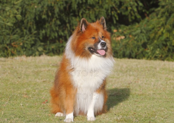 Large Elo (Canis lupus familiaris), 3 years old, sitting on a meadow, North Rhine-Westphalia,