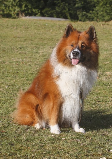 Large Elo (Canis lupus familiaris), 3 years old, sitting on a meadow, North Rhine-Westphalia,
