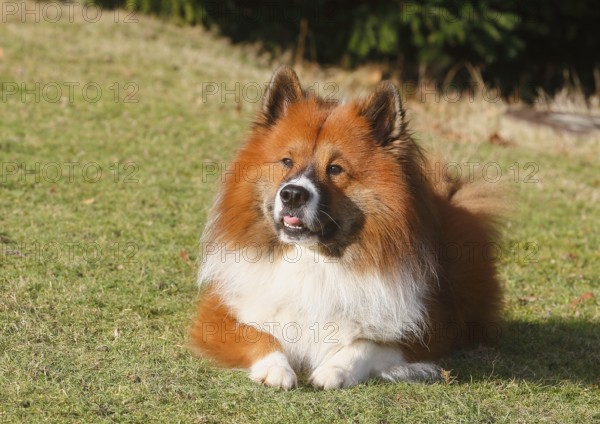 Large Elo (Canis lupus familiaris), male dog, 3 years old, lying on a meadow, North