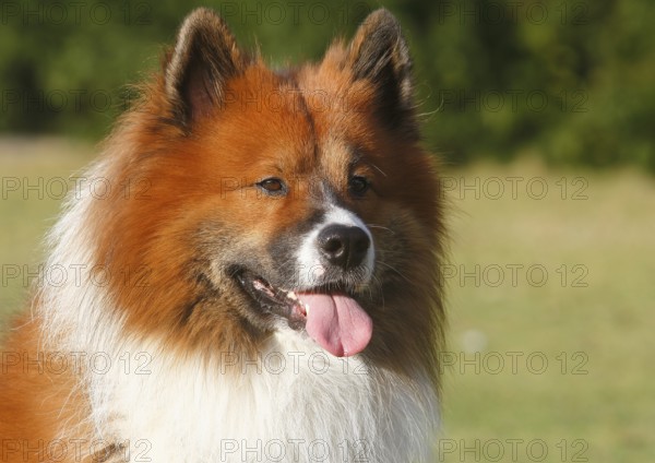 Large Elo (Canis lupus familiaris), male dog, 3 years, portrait, North Rhine-Westphalia, Germany
