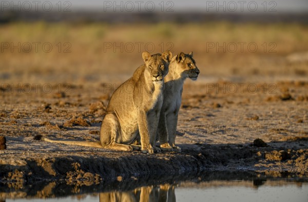 Two lionesses (Panthera leo) in the morning light at the Nxai Pan waterhole, Nxai Pan National