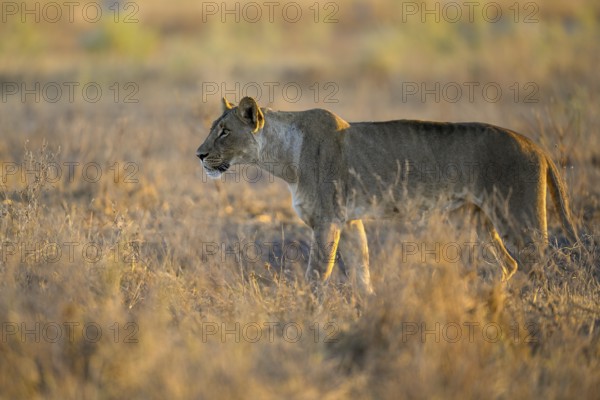 Lioness (Panthera leo) in the morning light in the tall grass, Nxai Pan National Park, near Gweta,