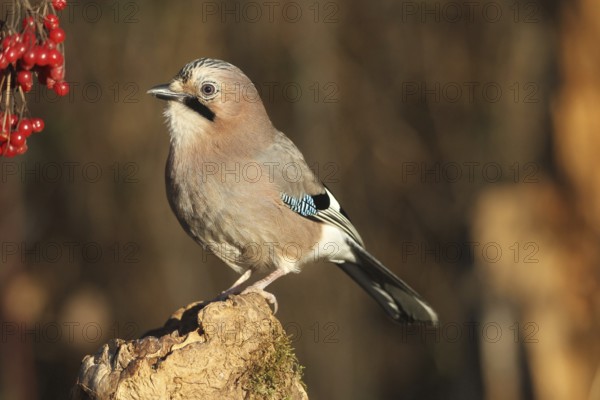Eurasian jay (Garrulus glandarius) at winter feeding in the forest, Allgäu, Bavaria, Germany,