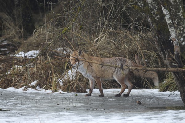 Red fox (Vulpes vulpes) secured on a frozen stream, Allgäu, Bavaria, Germany, Allgäu, Bavaria,