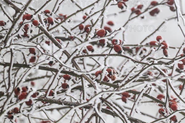 Rose hips on snow-covered branches, winter, Blaubeuren, Swabian Jura, Baden-Württemberg, Germany