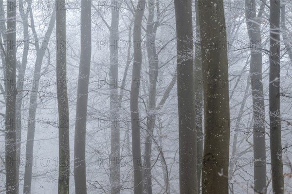 Bare tree trunks stand close together in a foggy winter forest, Blaubeuren, Swabian Jura,