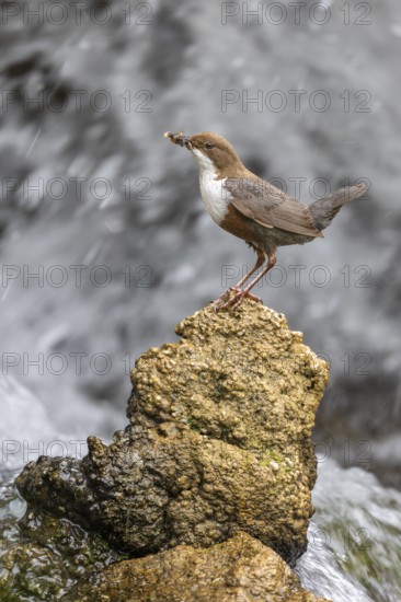 White-throated White-throated Dipper (Cinclus cinclus), standing on a tufa in front of a waterfall