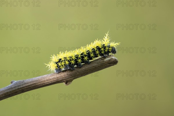 Close-up of a caterpillar of the species Leucanella viridescens with neon yellow spines as a
