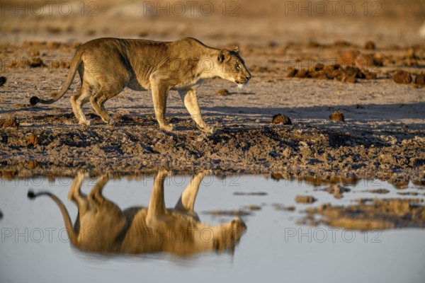 Lioness (Panthera leo) in the morning light at the Nxai Pan waterhole, reflection, Nxai Pan