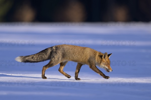 Red fox (Vulpes vulpes), foraging in a meadow covered with snow, Swabian Alb biosphere reserve,
