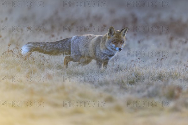 Red fox (Vulpes vulpes), foraging in a meadow, Swabian Alb biosphere reserve, Baden-Württemberg,