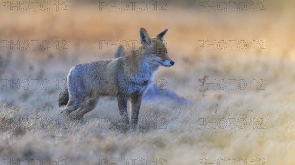 Red fox (Vulpes vulpes), securing at the leach in the last light, roe deer (Capreolus capreolus),