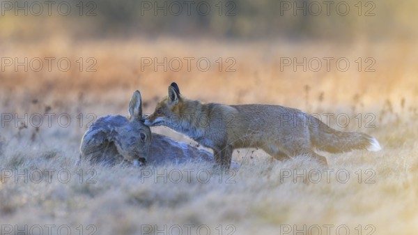 Red fox (Vulpes vulpes), at last light, roe deer (Capreolus capreolus), roadkill, Swabian Alb