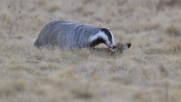 European badger (Meles meles), on roadkill, European hare (Lepus europaeus), in a meadow, Swabian