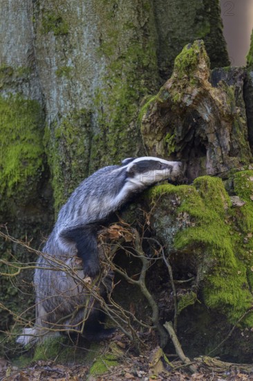 European badger (Meles meles), foraging on the trunk of an old beech tree, beech forest, Swabian