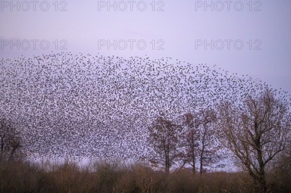 A flock of starlings (Sturnus vulgaris) forms impressive patterns in front of a colourful sky at