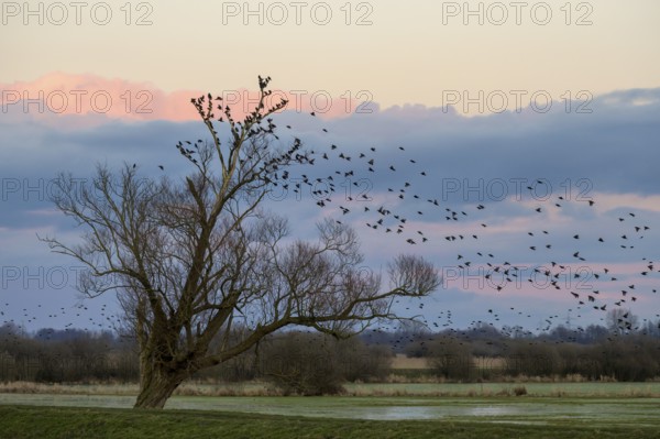 A flock of starlings (Sturnus vulgaris) flies into a bare willow (Salix spec.) standing at the