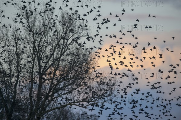 A flock of starlings (Sturnus vulgaris) flying from a tree in front of a colourful sky at sunset,