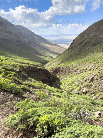 View of the green valley of Risco de Famara against a blue sky with white clouds, Caleta de Famara,