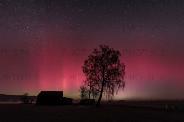 Northern lights, aurora borealis, solar storm, January 2026, red, green, hut, trees, birch,