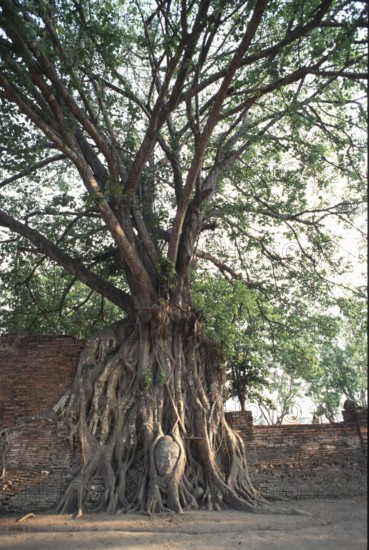 Buddha's head grown into the poplar fig (Ficus religiosa) . According to Buddhist tradition,
