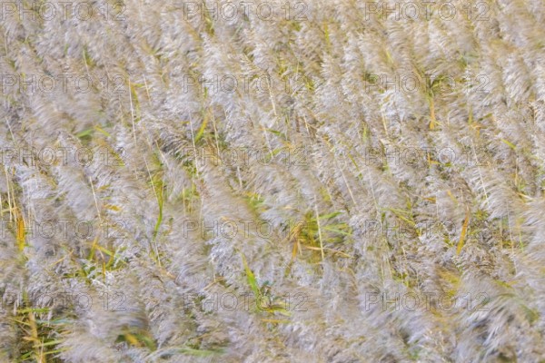 Motion blurred panicles of common reeds (Phragmites australis, Phragmites communis) in reedbed,