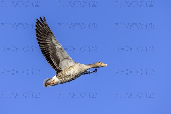 Greylag goose, graylag goose (Anser anser) flying against blue sky in winter