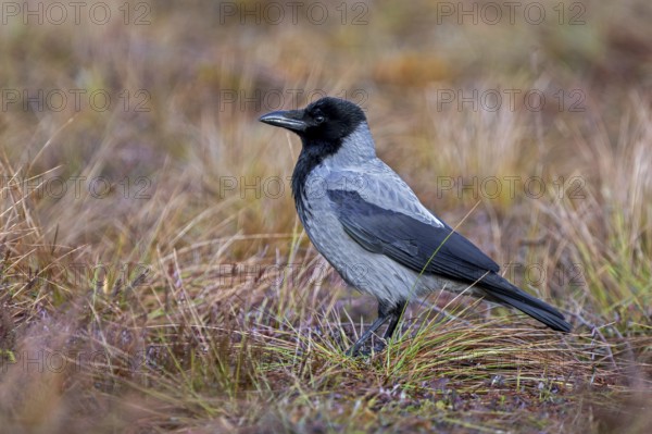 Northern European hooded crow (Corvus cornix cornix, Corvus corone cornix) foraging on the ground