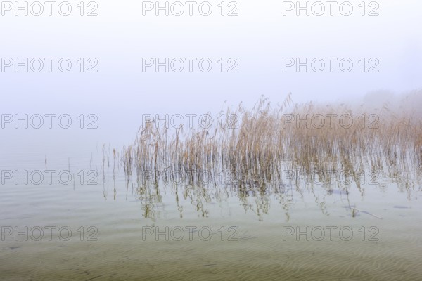 Common reeds (Phragmites australis, Phragmites communis) in reedbed, reed bed in wetland during