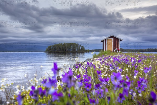 Colourful wildflowers and boathouse on the island Norderön in lake Storsjön in spring, Jämtland,