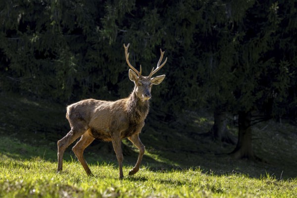 Scruffy red deer (Cervus elaphus) stag in grassland at edge of forest moulting into its red summer
