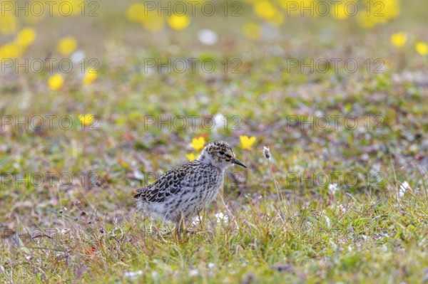 Purple sandpiper (Calidris maritima) chick, young on the tundra in summer, Svalbard, Spitsbergen,