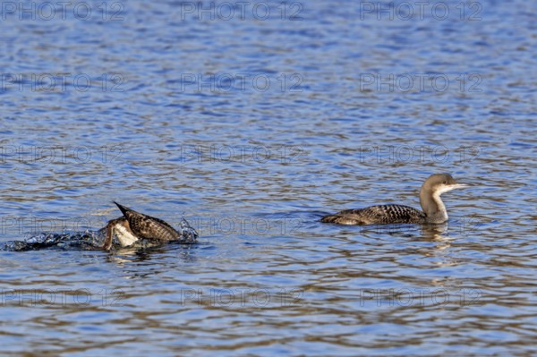 Two black-throated loons, Arctic loon, black-throated diver (Gavia arctica) in non-breeding plumage