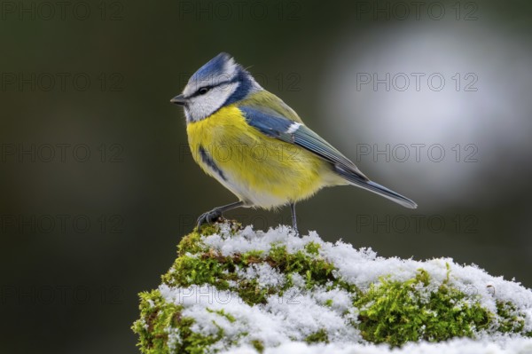Eurasian blue tit (Cyanistes caeruleus, Parus caeruleus) perched on snow covered tree stump with
