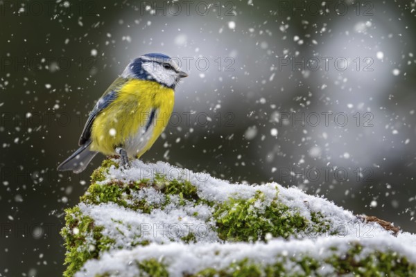 Eurasian blue tit (Cyanistes caeruleus, Parus caeruleus) perched on snow covered tree stump with