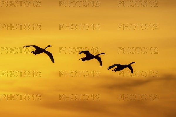 Three Bewick's swans, tundra swans (Cygnus bewickii) in flight silhouetted against orange sunset