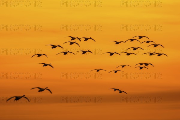 Bewick's swans, tundra swan (Cygnus bewickii) flock in flight silhouetted against orange sunset sky