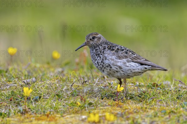 Purple sandpiper (Calidris maritima) adult in breeding plumage foraging on the tundra in summer,
