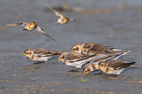 Snow buntings (Plectrophenax nivalis, Emberiza nivalis) flock in winter plumage foraging on sandy