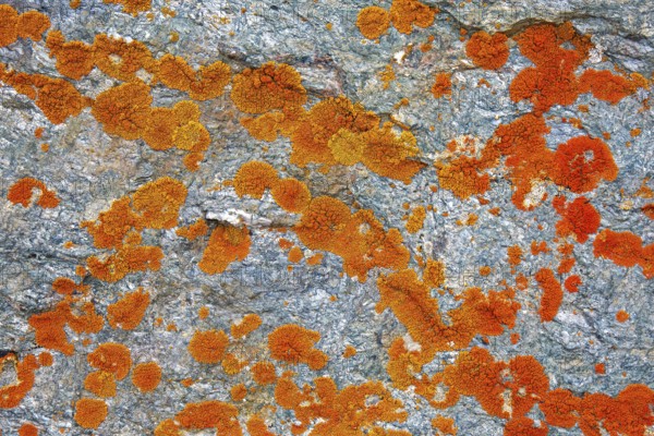 Elegant sunburst lichen (Rusavskia elegans, Xanthoria elegans) on rock, Svalbard, Spitsbergen