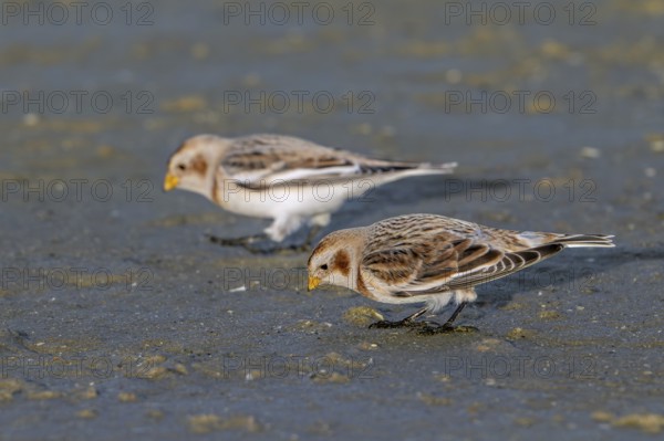 Two snow buntings (Plectrophenax nivalis, Emberiza nivalis) in winter plumage foraging on sandy