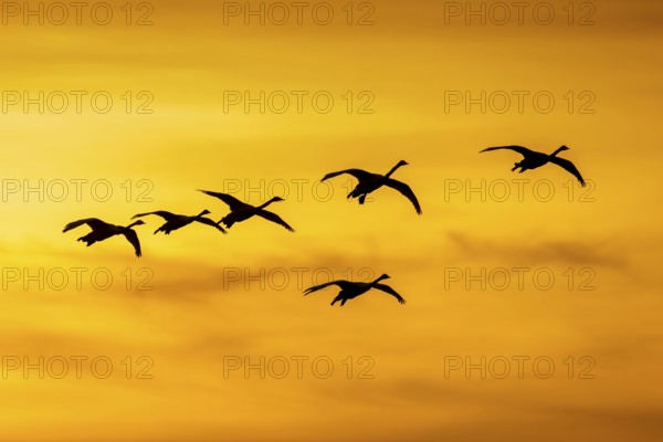 Bewick's swans, tundra swan (Cygnus bewickii) flock in flight silhouetted against orange sunset sky
